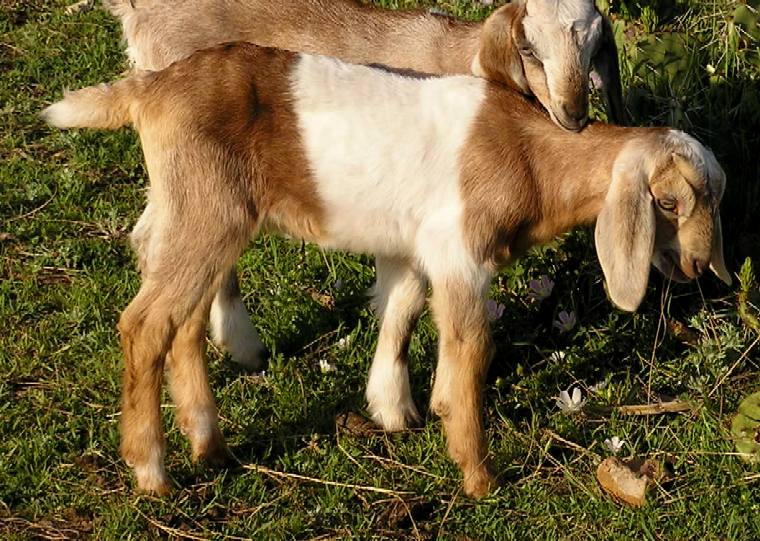 Trista (04/20/10)